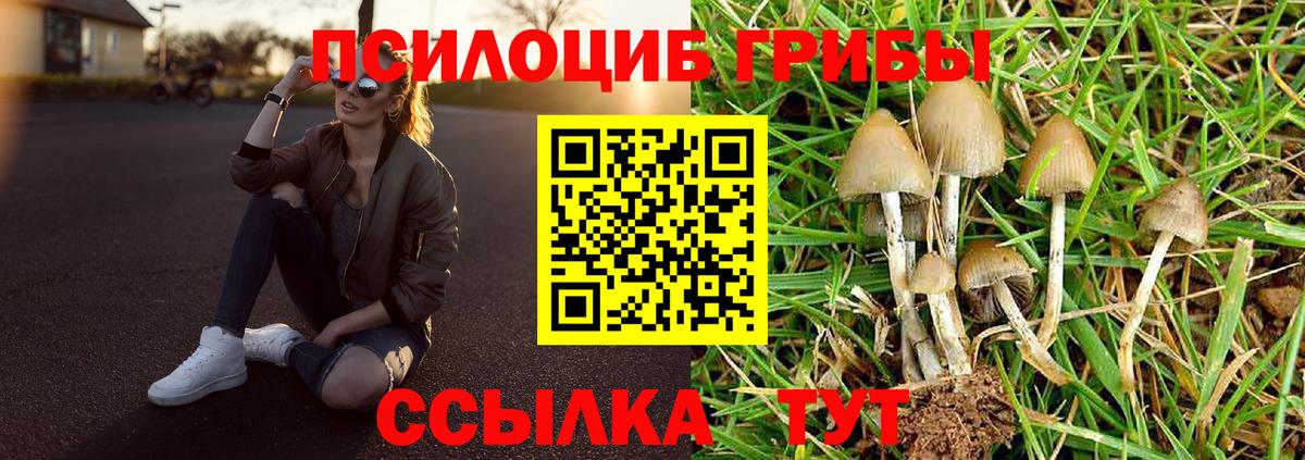 Раменское  Псилоцибиновые грибы Cubensis  где продают наркотики  Вход с VPN 